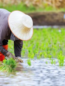 Thai farmers transplant rice.