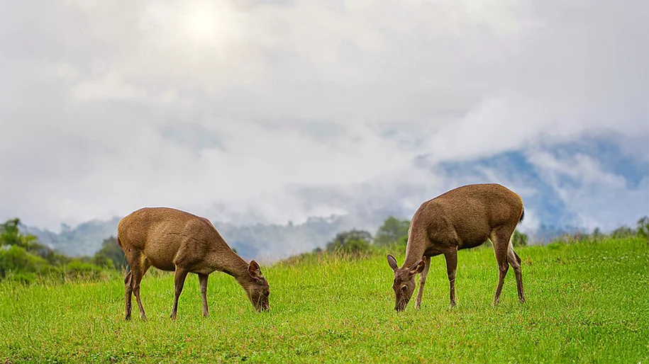 Khao Yai National Park _02