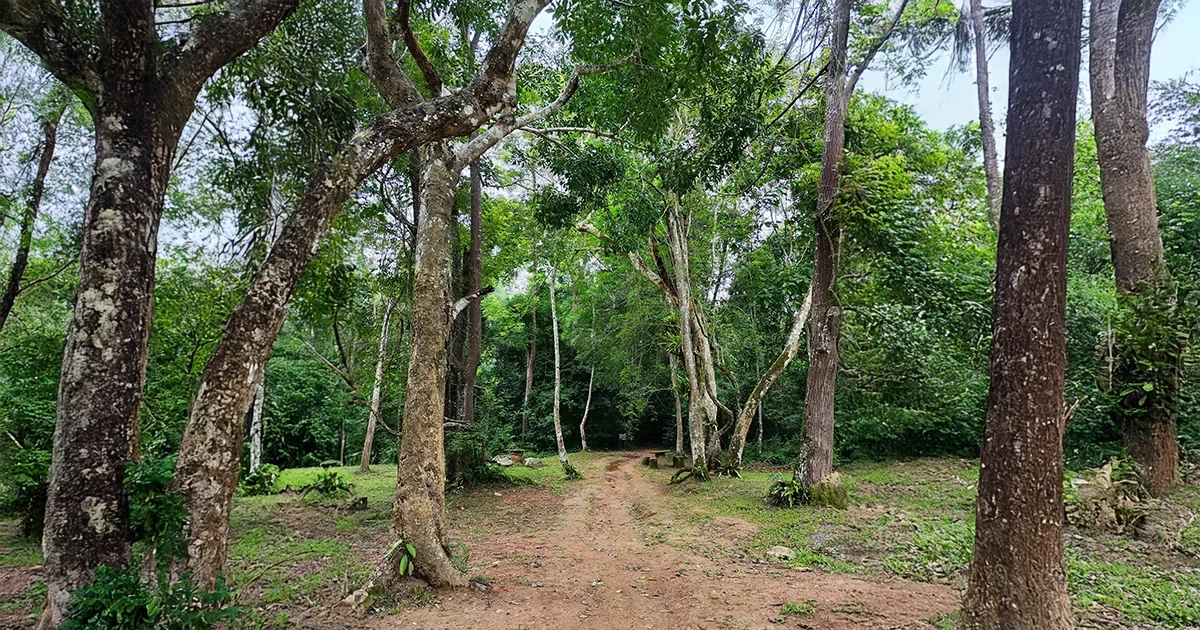 Khao Yai National Park _cover