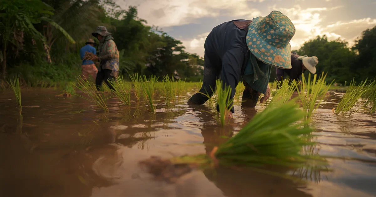 Thai Farming_ cover