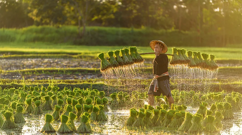 Thai farming_03