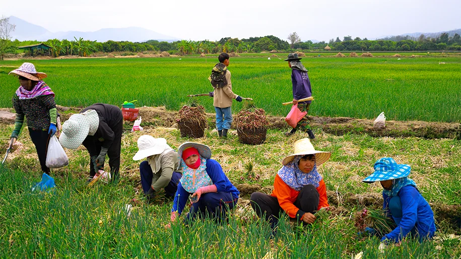 Thai farming_04